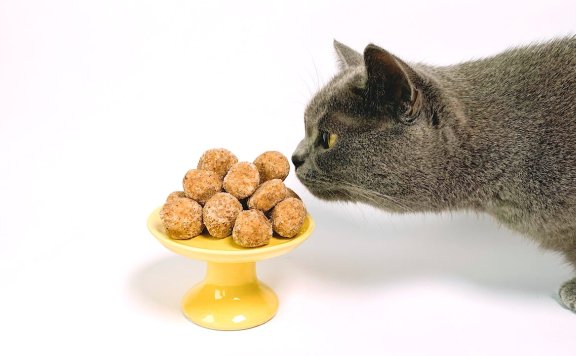 猫的食慾指南：选购高品质猫粮的指南。